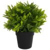 Small Potted Artificial Mimosa Fern 20cm